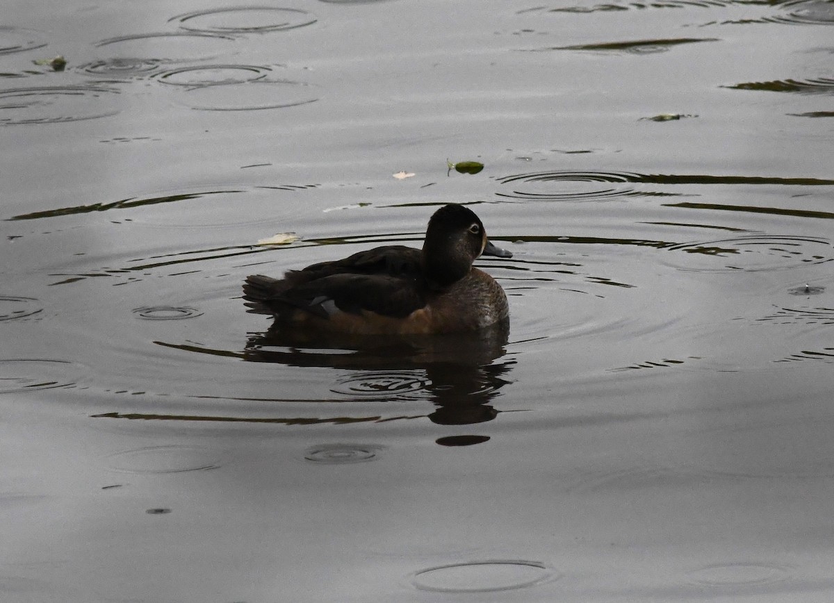 Ring-necked Duck - ML611241416