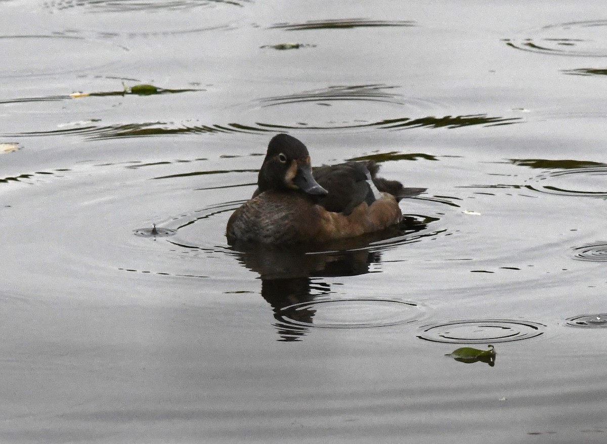 Ring-necked Duck - ML611241469