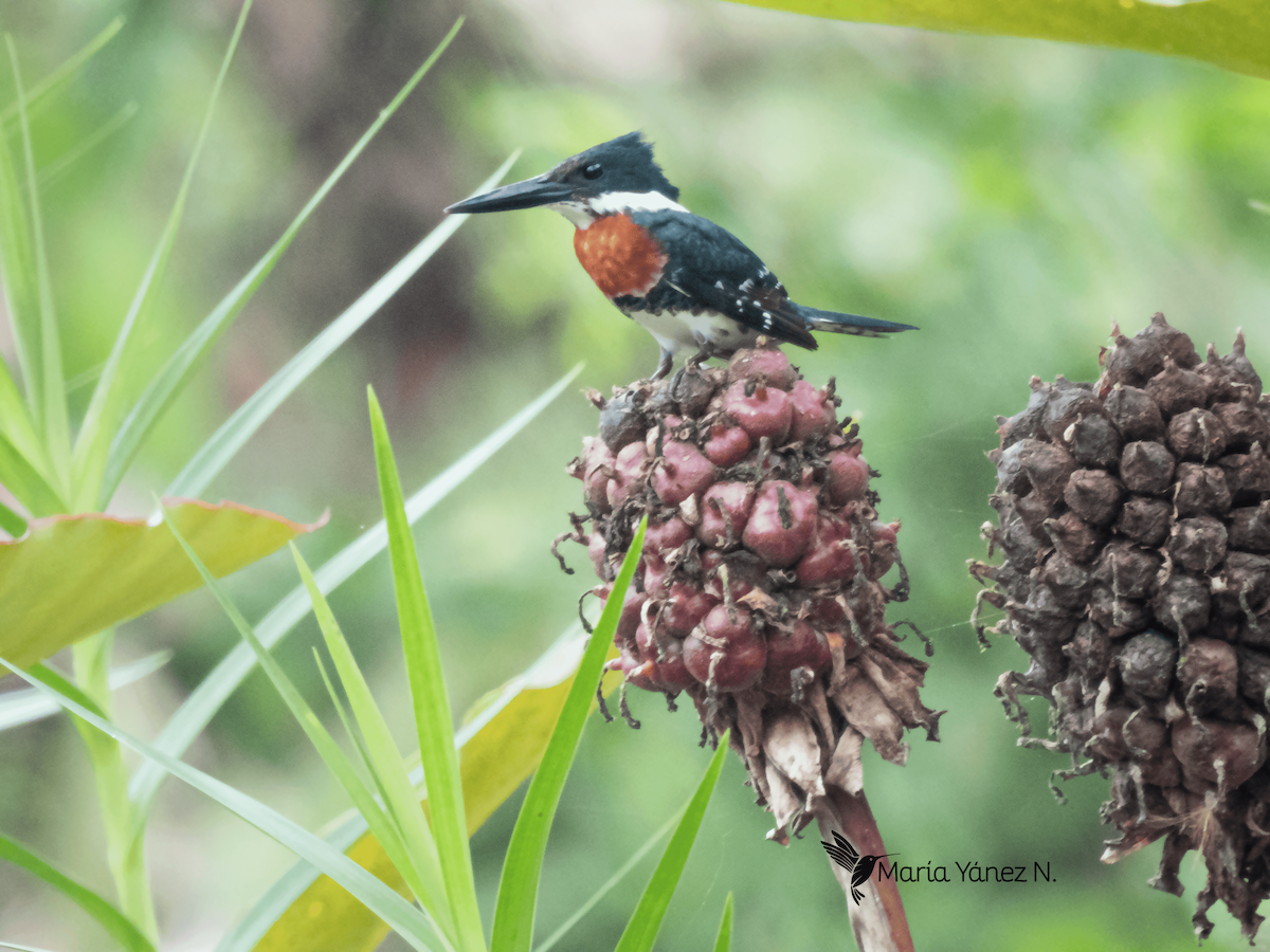 Green Kingfisher - ML611241574