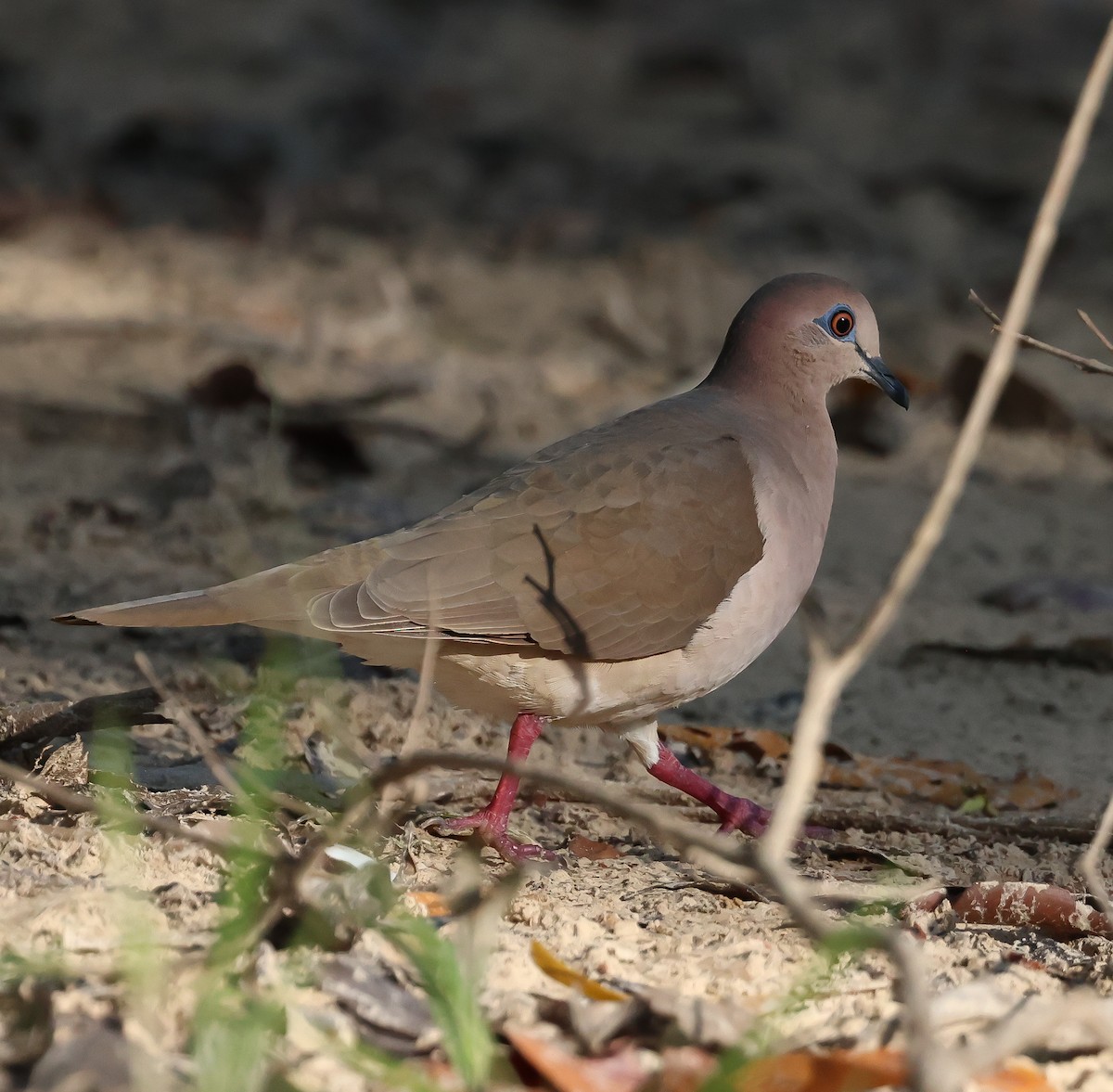 White-tipped Dove - Bob Fogg