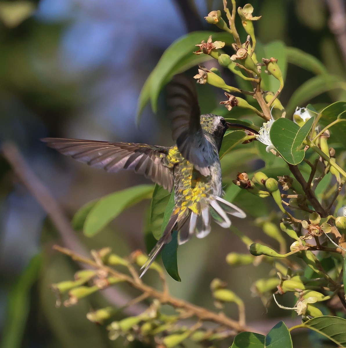 White-tailed Goldenthroat - Bob Fogg