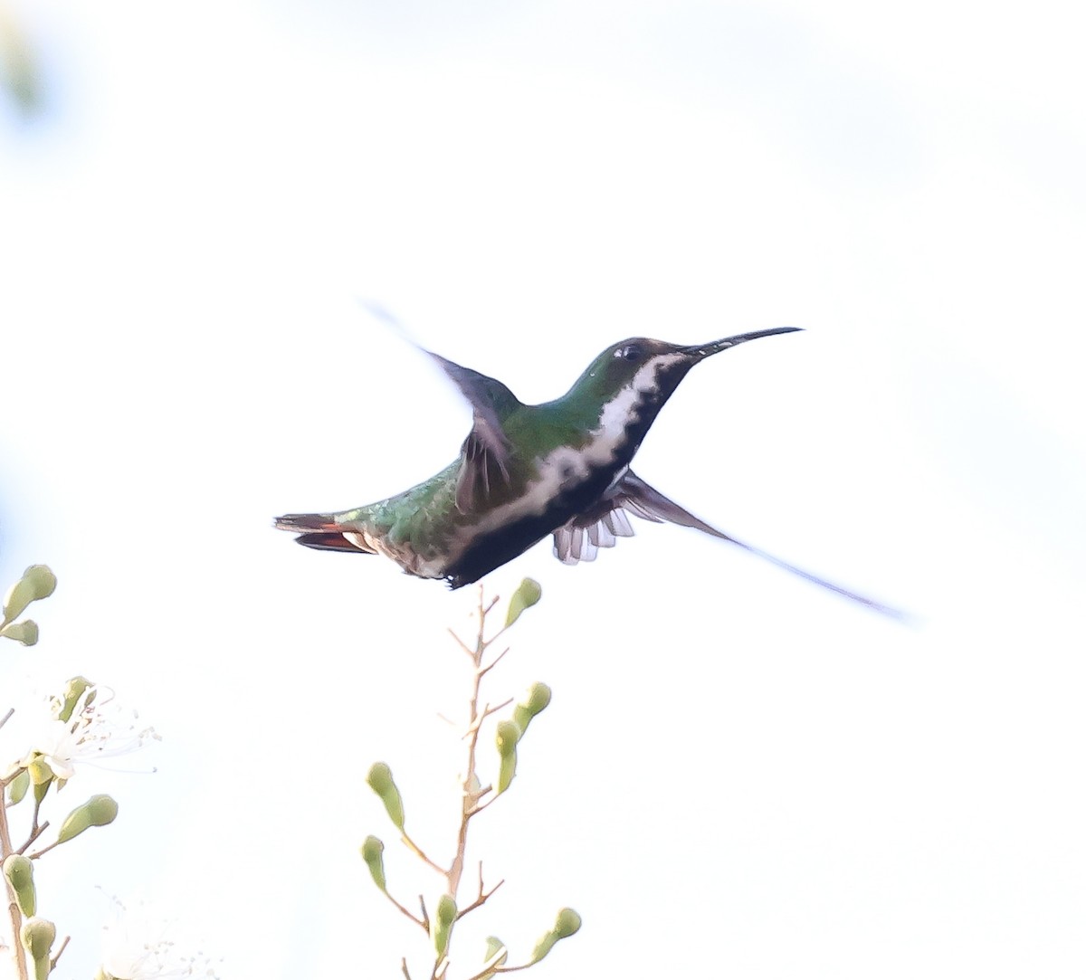 kolibřík tropický - ML611241724