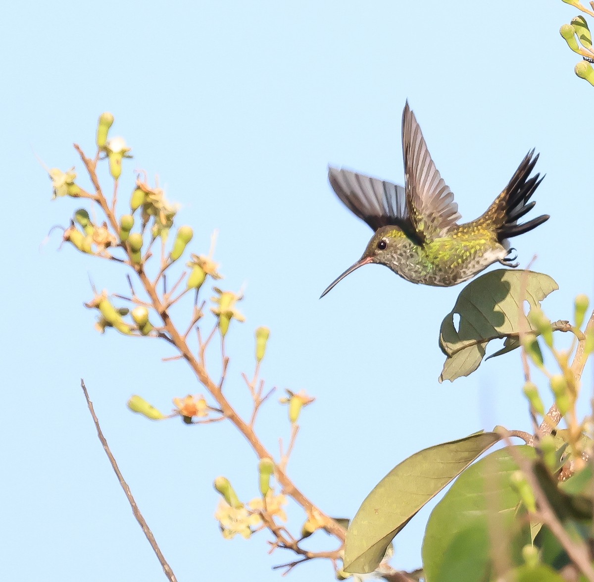 Glittering-throated Emerald - ML611241735