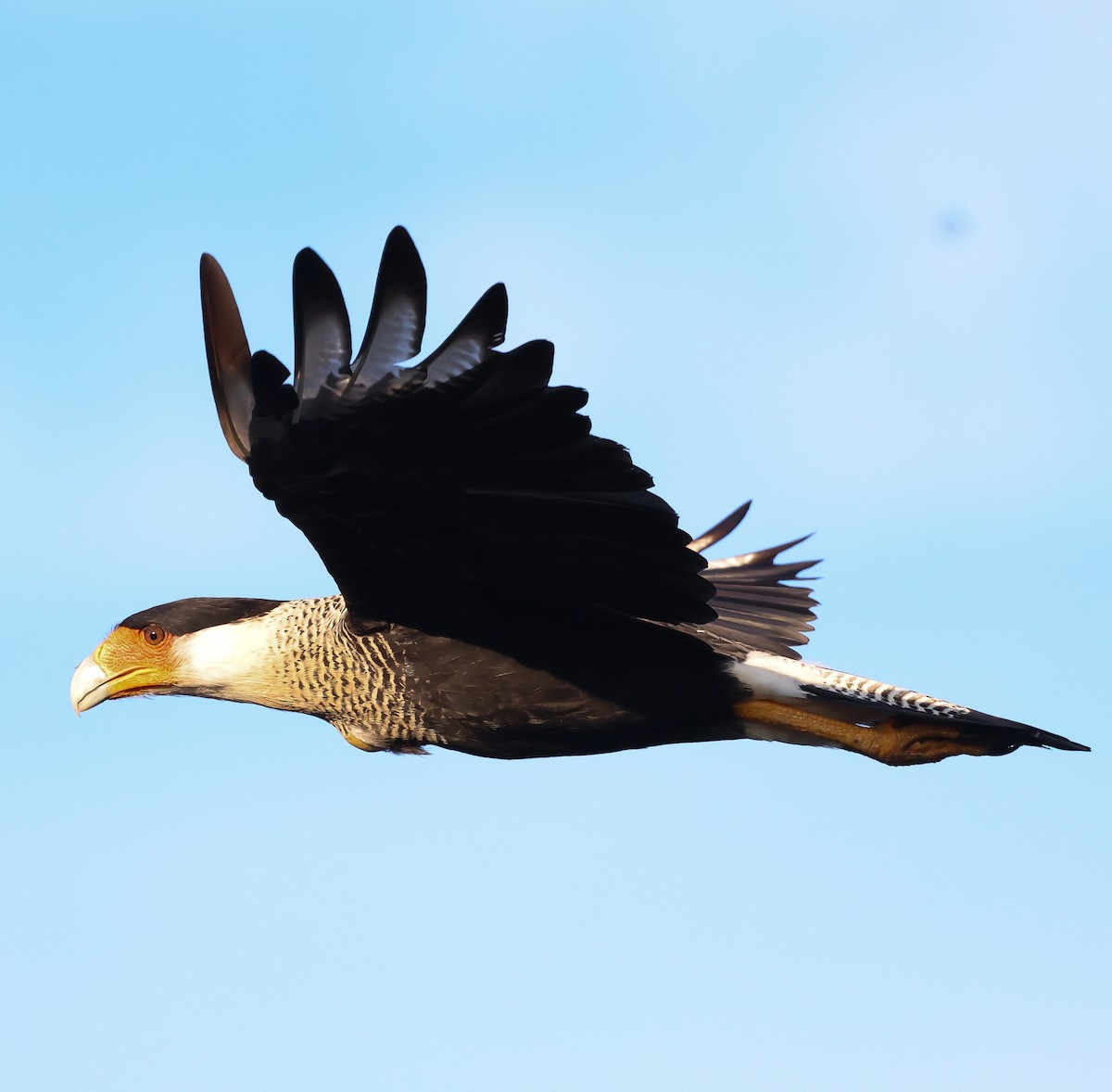 Crested Caracara - ML611241750