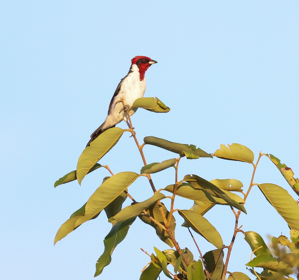 Masked Cardinal - ML611241767