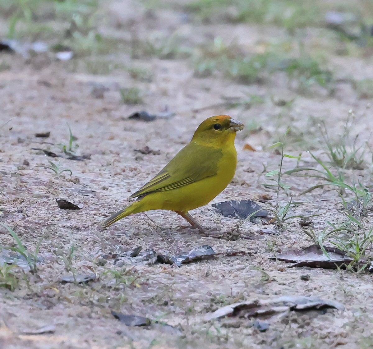 Orange-fronted Yellow-Finch - ML611241770