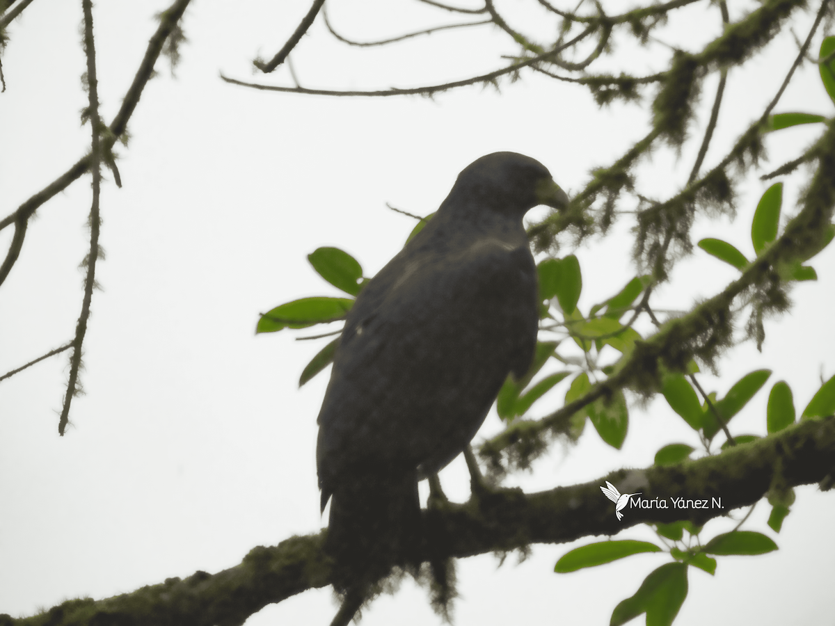 Barred Hawk - ML611241795