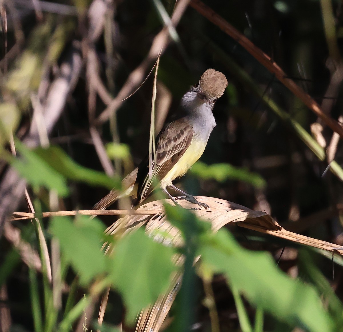 tanımsız Myiarchus sp. - ML611241802