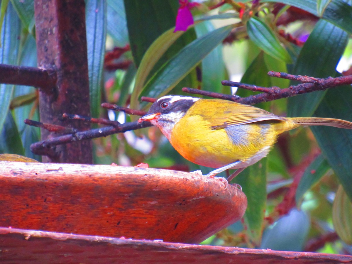 Sooty-capped Chlorospingus - ML611241847