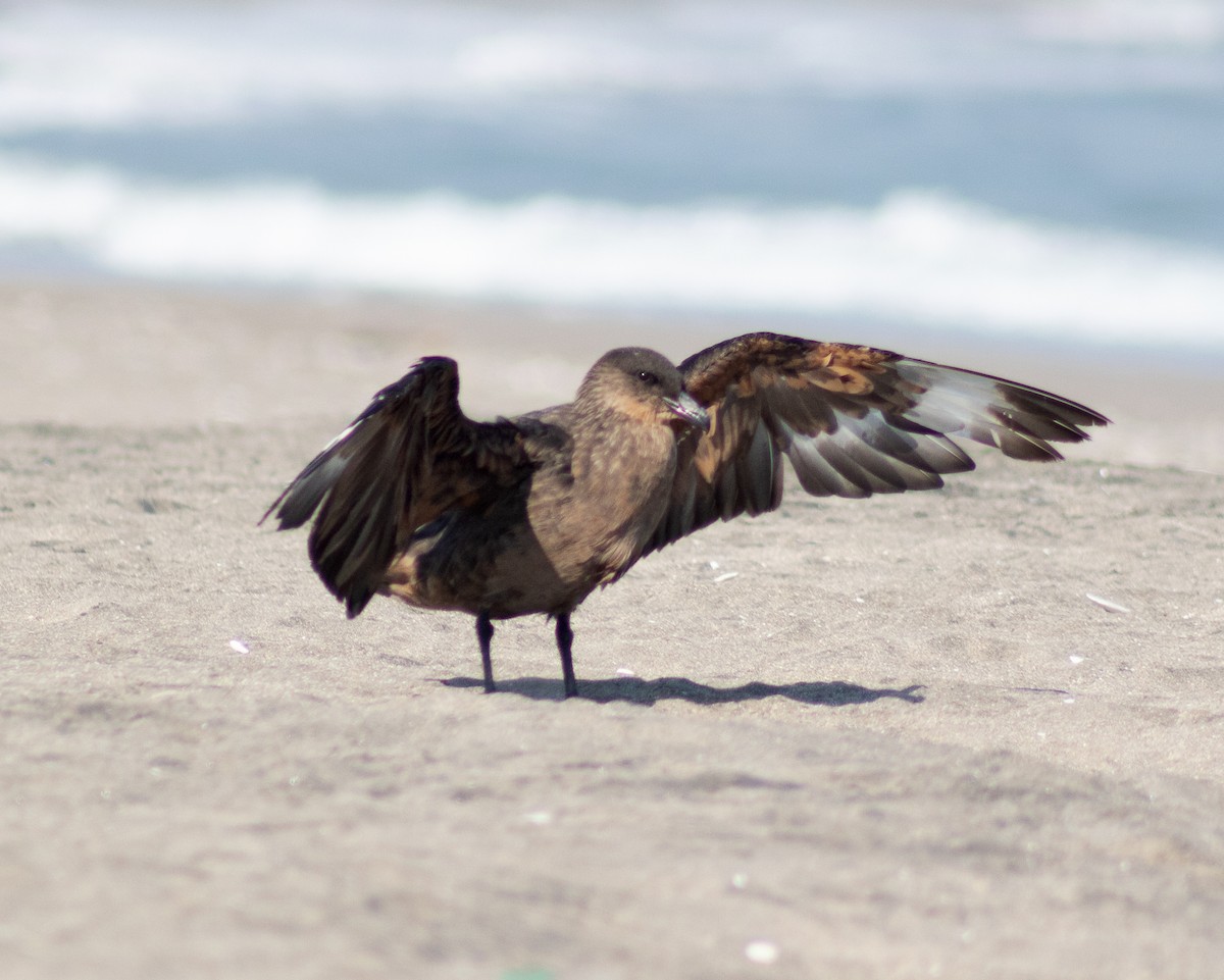 Chilean Skua - ML611241851