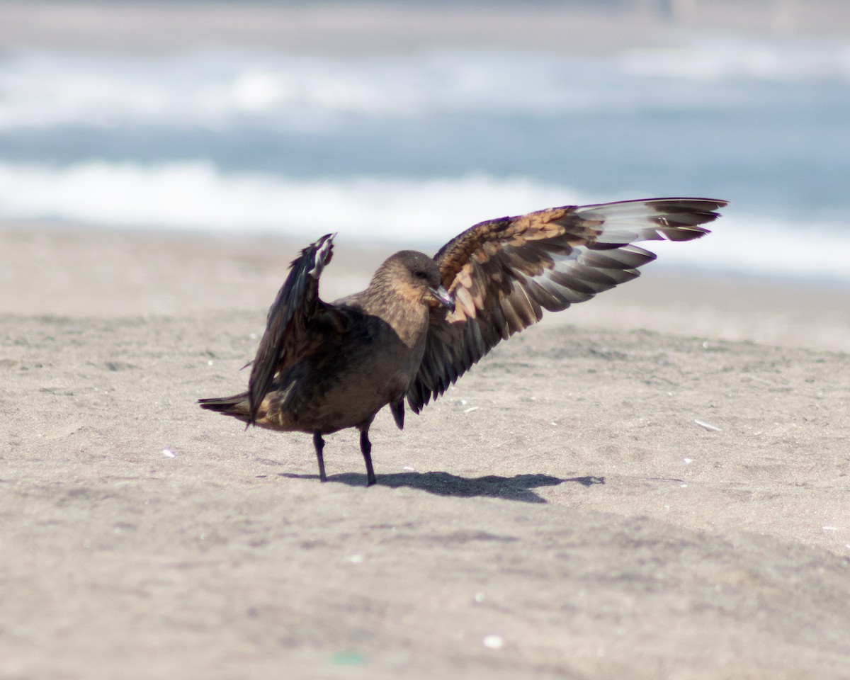 Chilean Skua - ML611241852