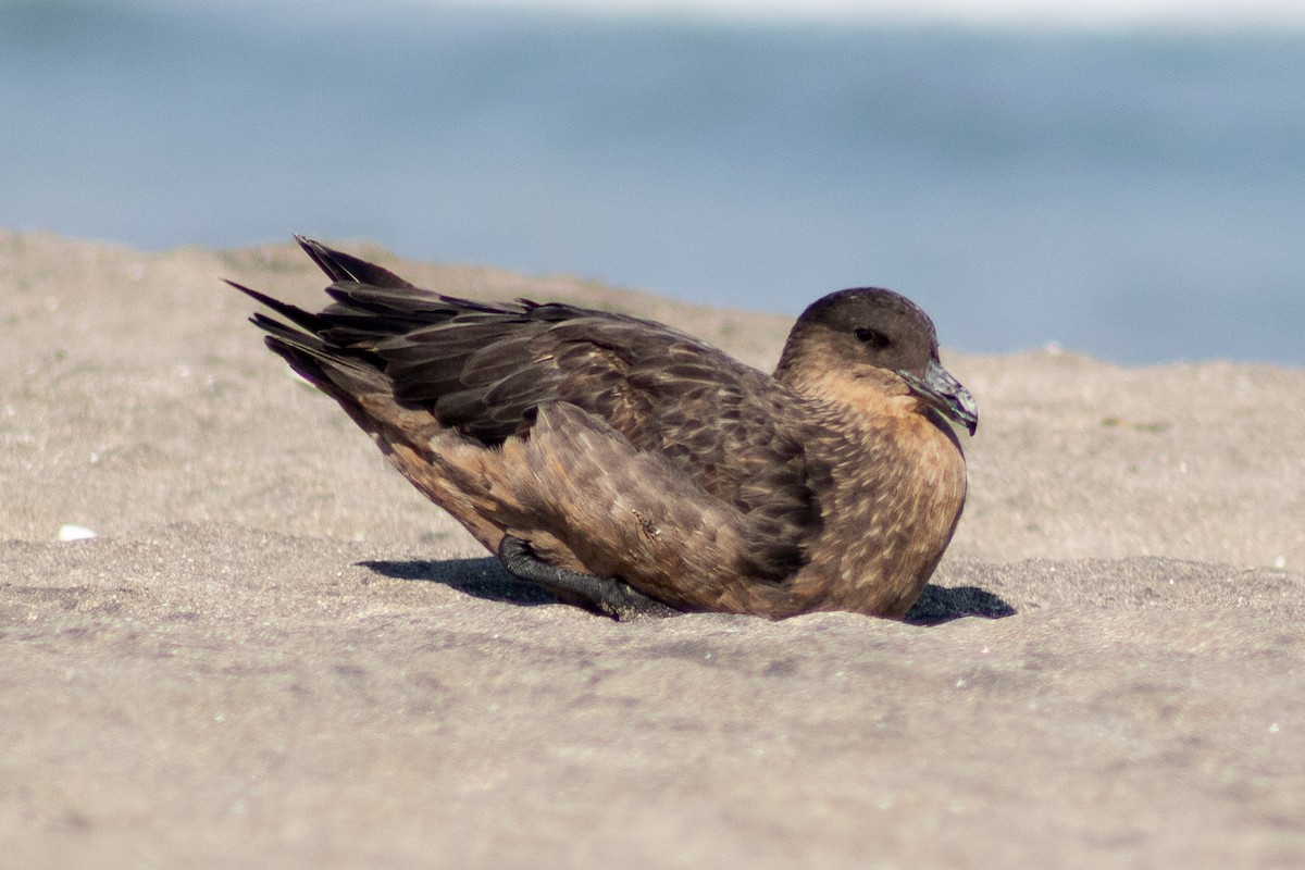 Chilean Skua - ML611241853