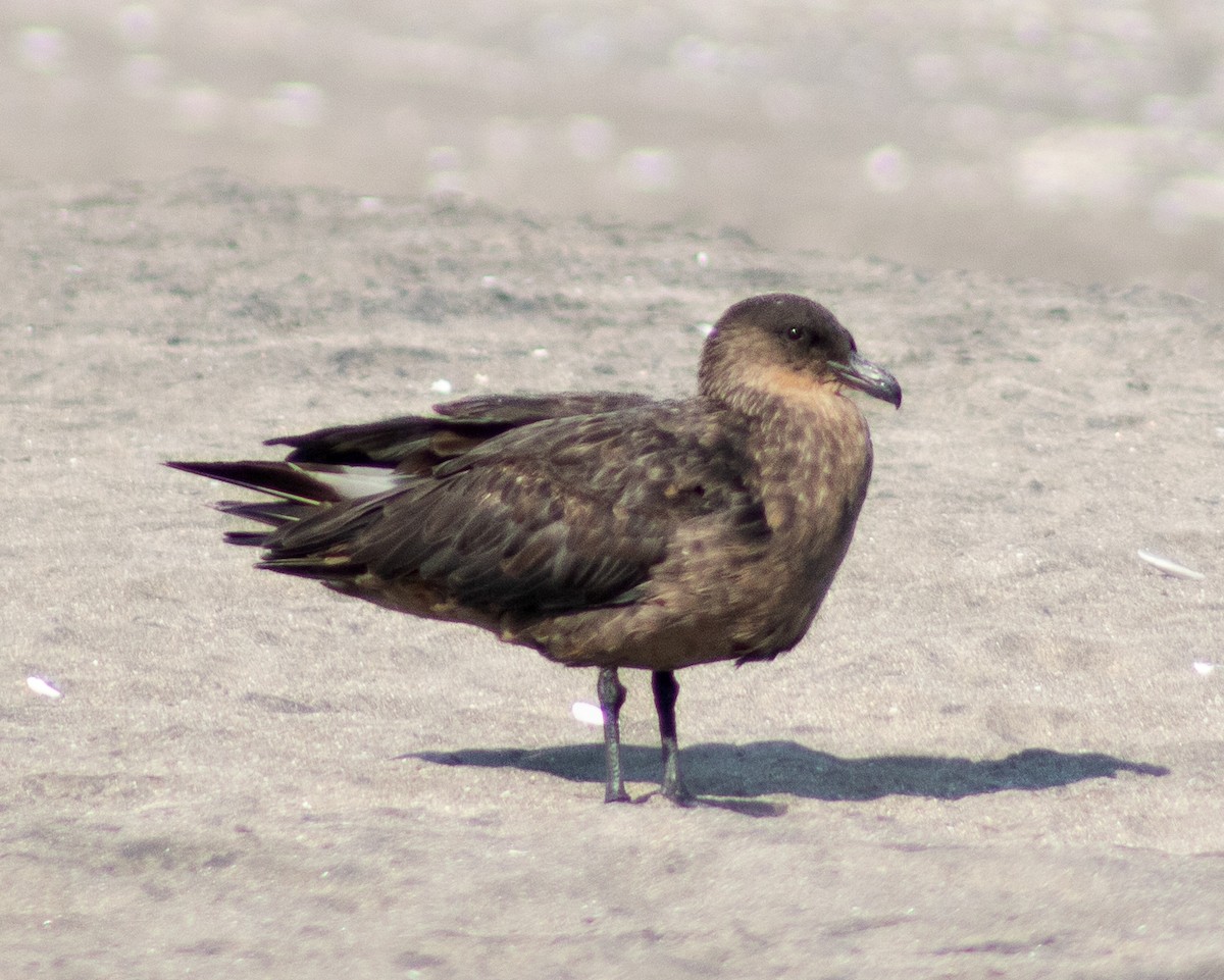 Chilean Skua - ML611241854