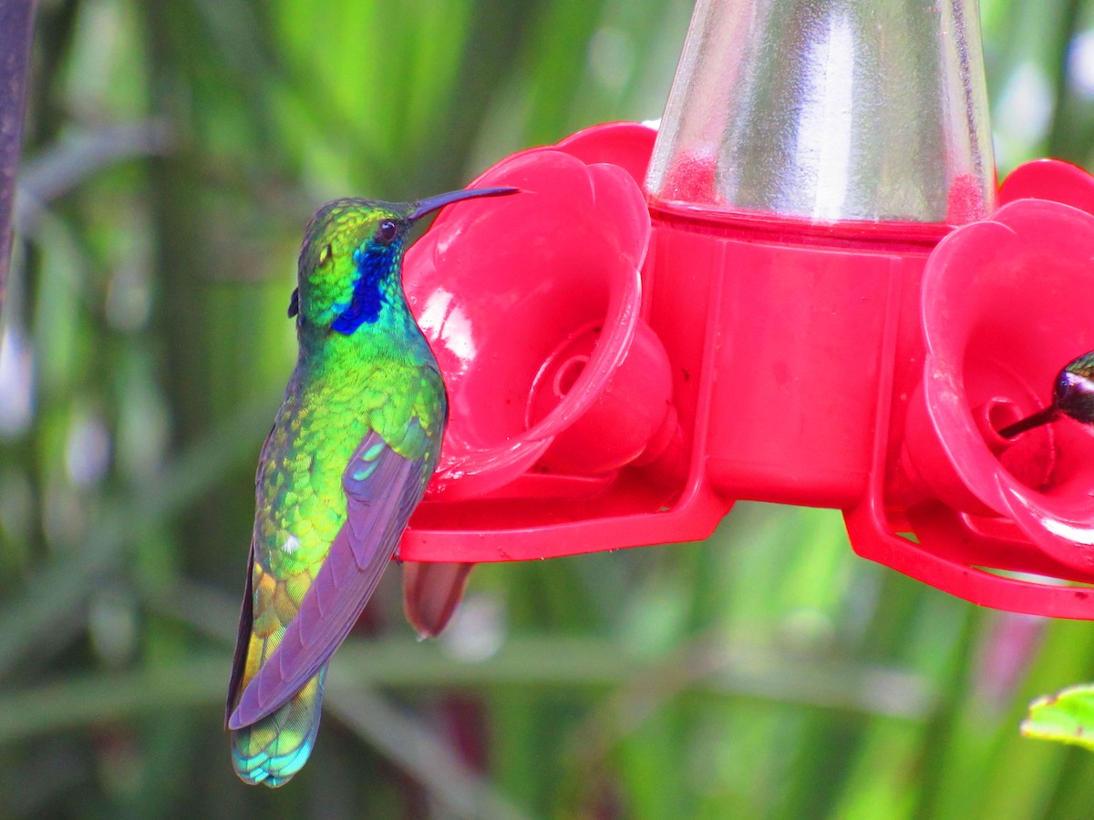 kolibřík modrouchý - ML611241892