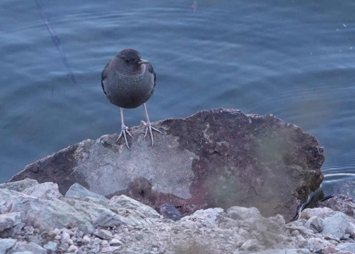 American Dipper - Rene Laubach