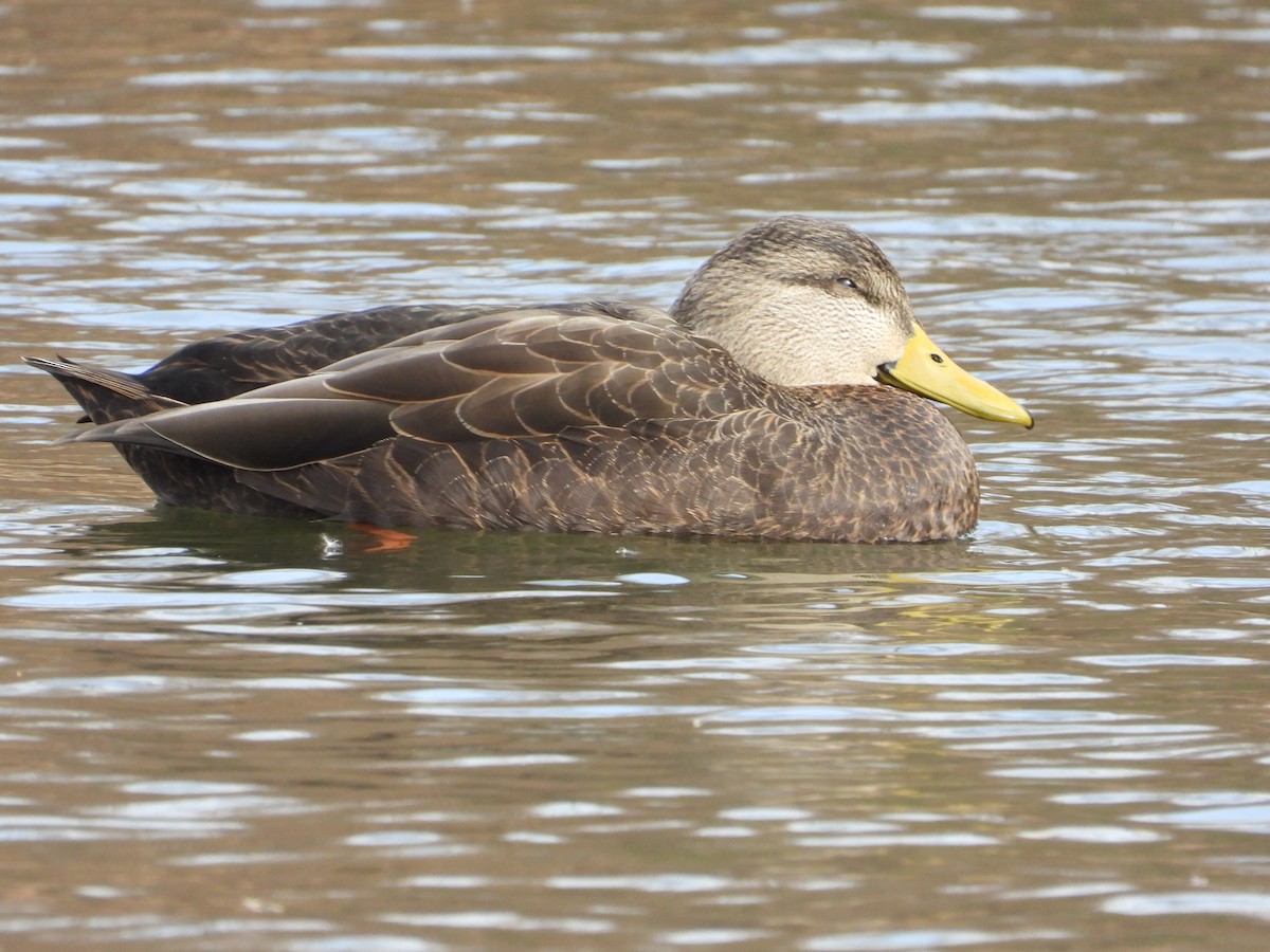 Canard noir - ML611241955