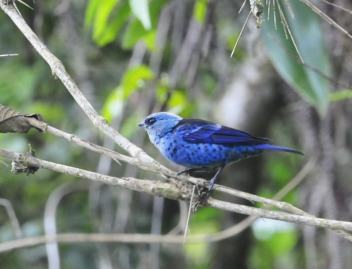 Blue-and-black Tanager - ML611241998