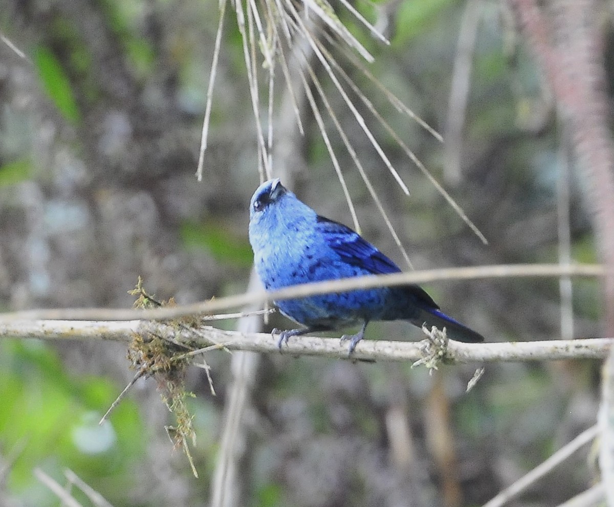 Blue-and-black Tanager - ML611242010