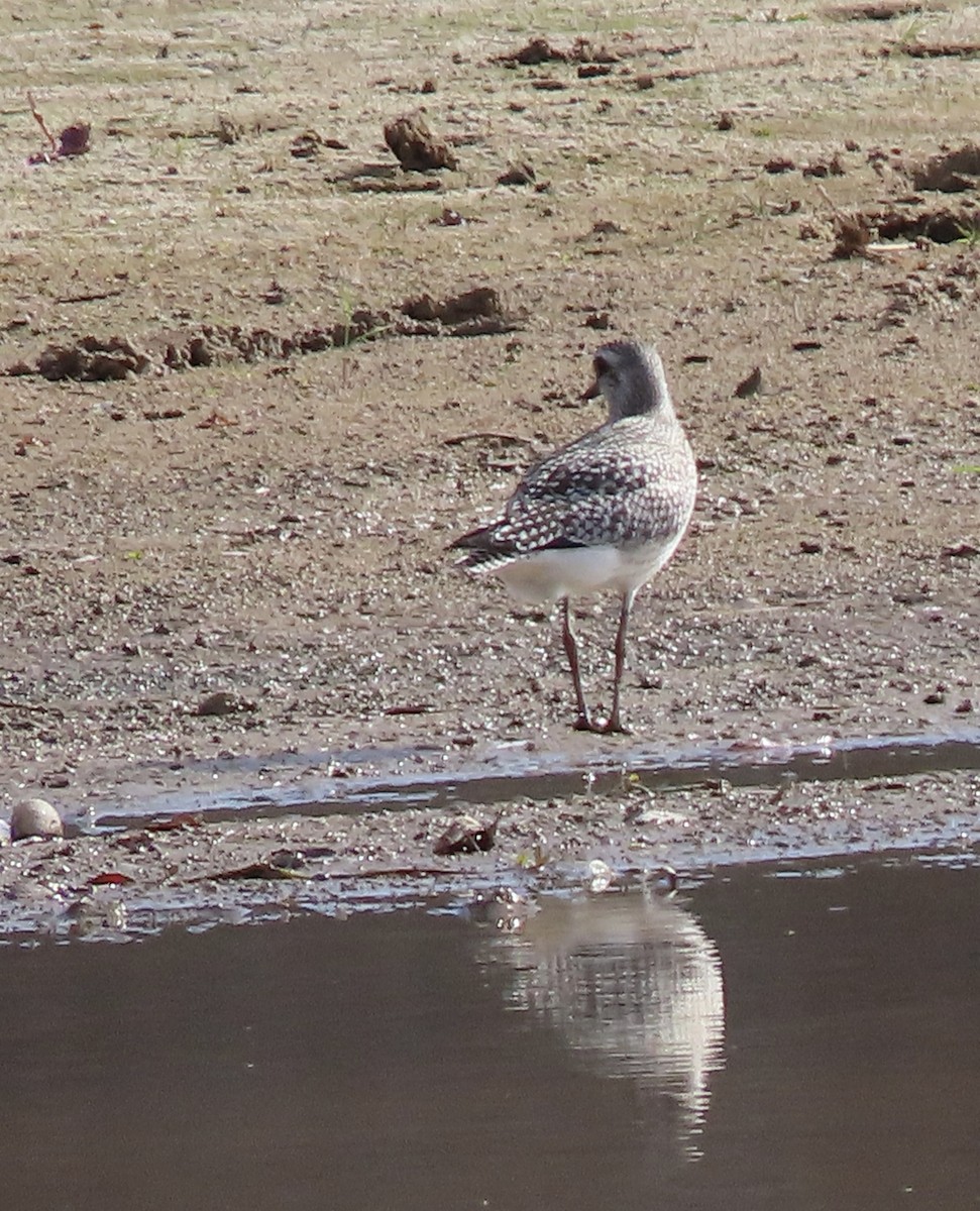 Black-bellied Plover - ML611242099