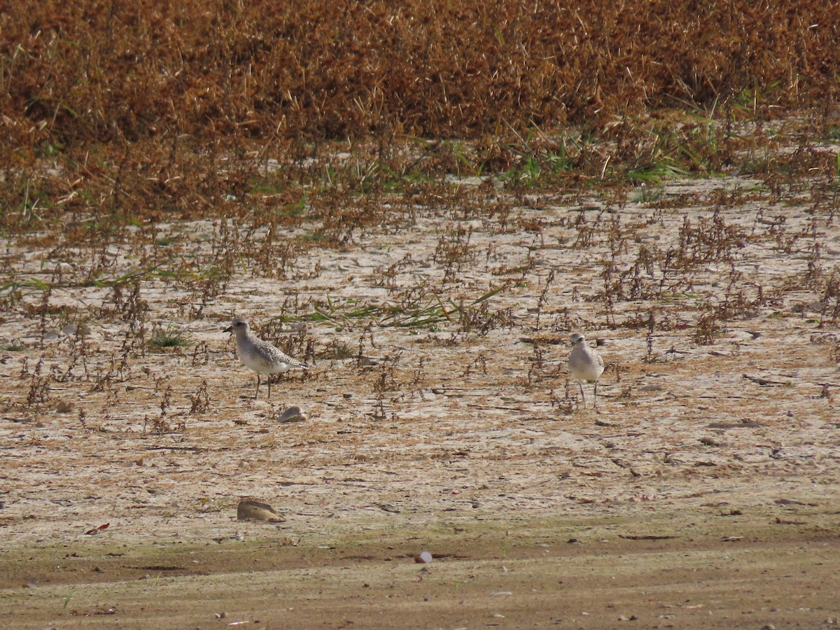 Black-bellied Plover - ML611242102