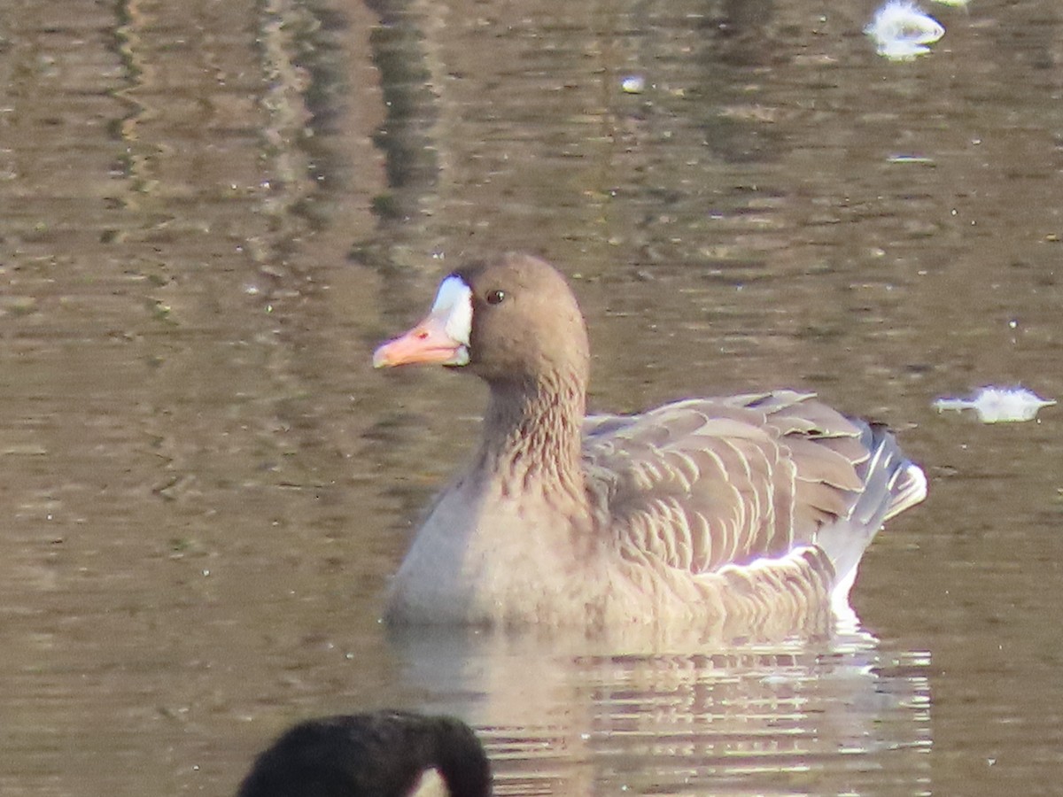 Greater White-fronted Goose - ML611242114