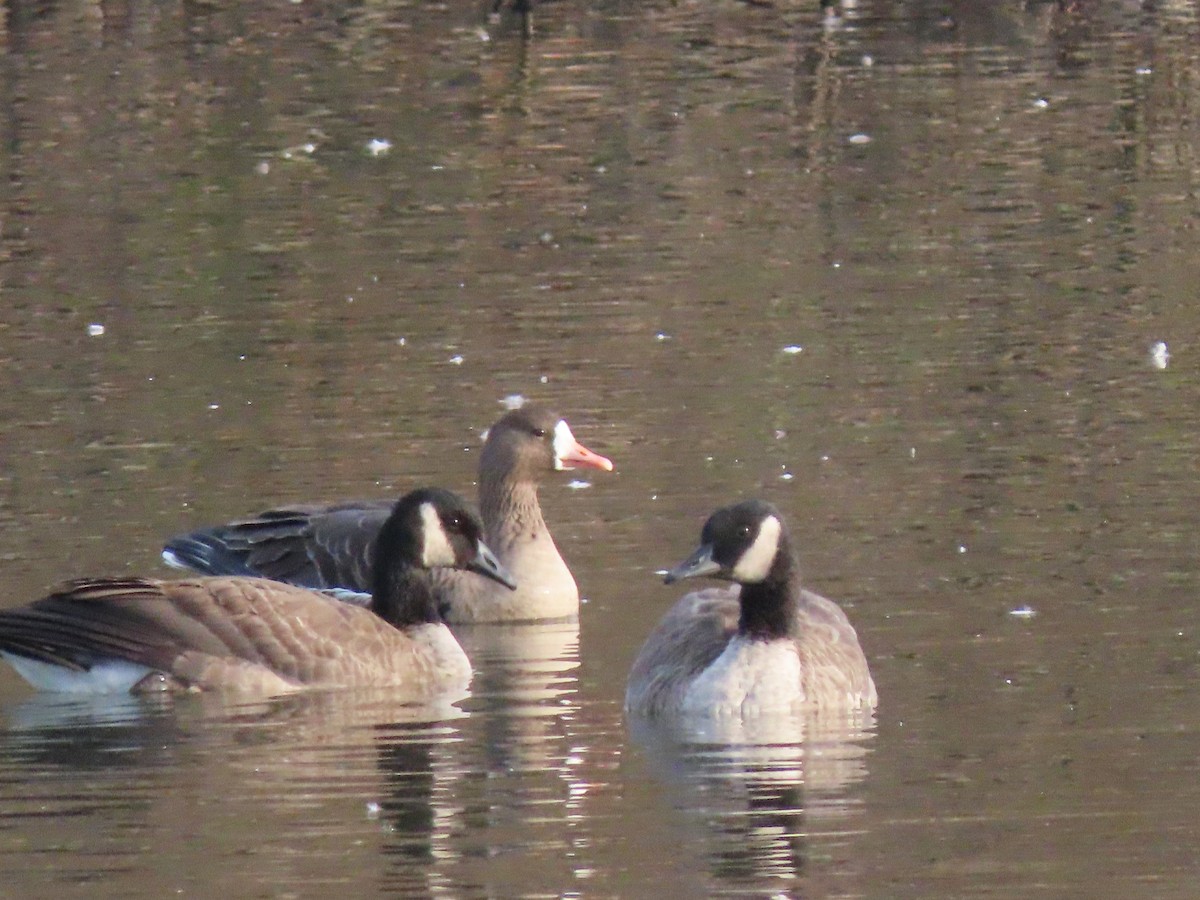 Greater White-fronted Goose - ML611242118