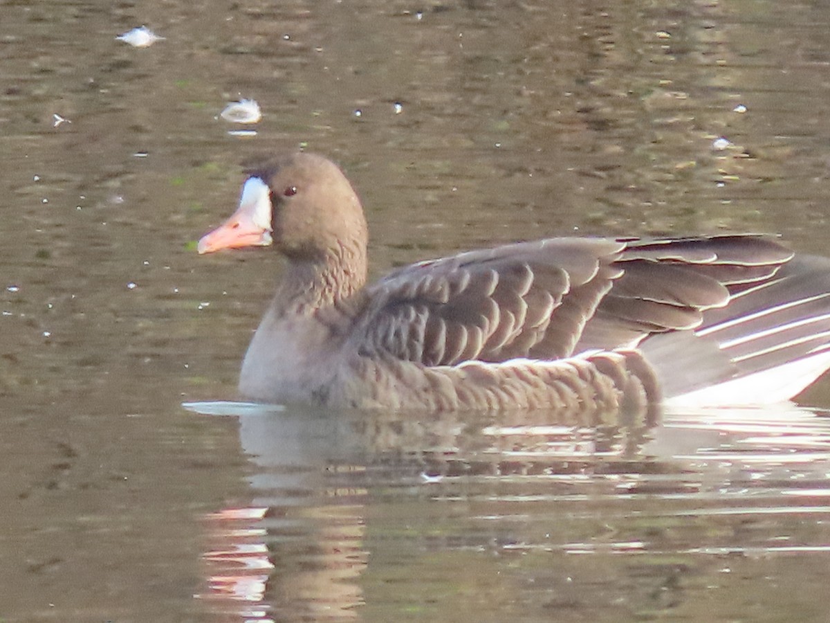 Greater White-fronted Goose - ML611242123