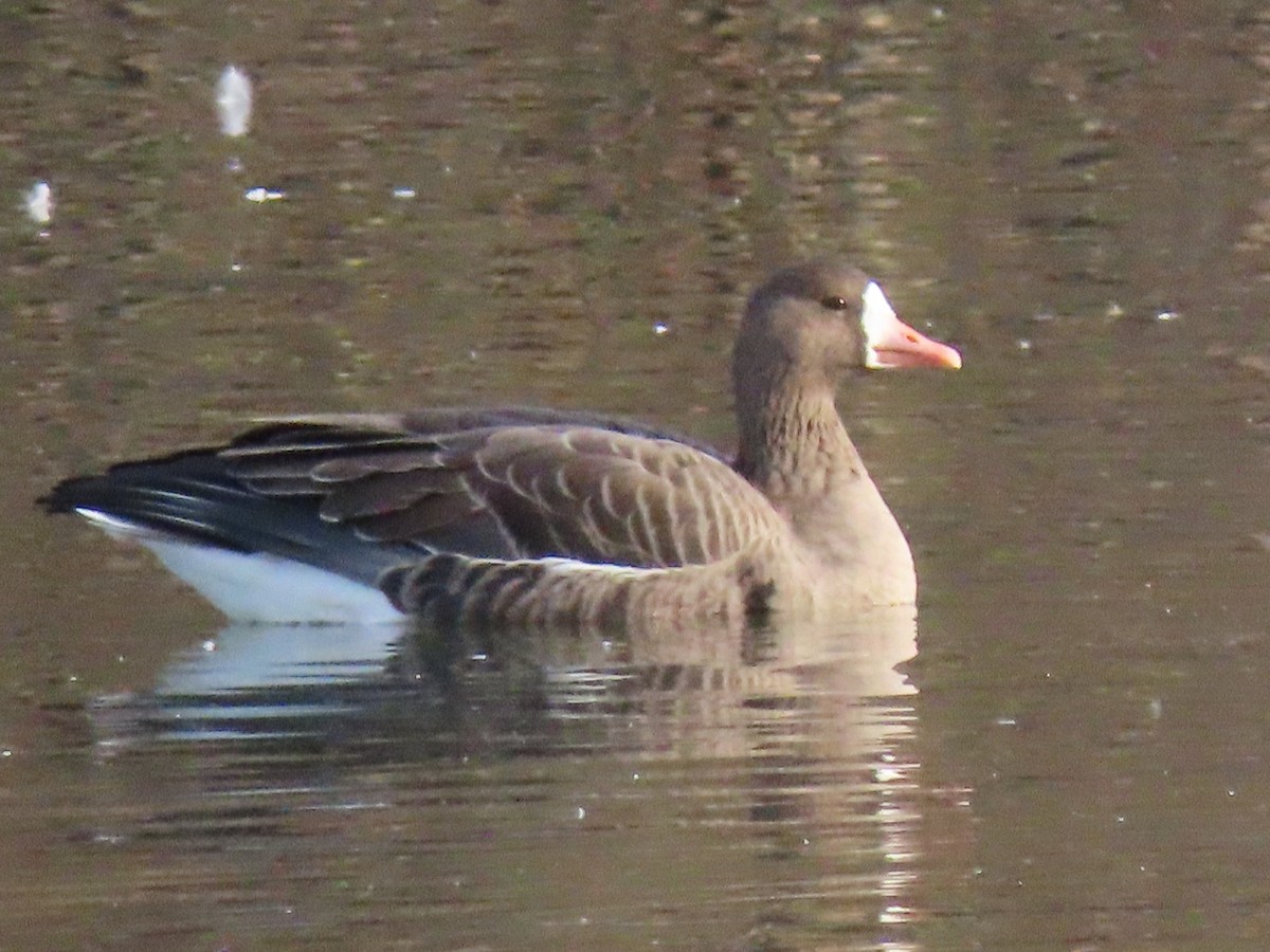 Greater White-fronted Goose - ML611242124
