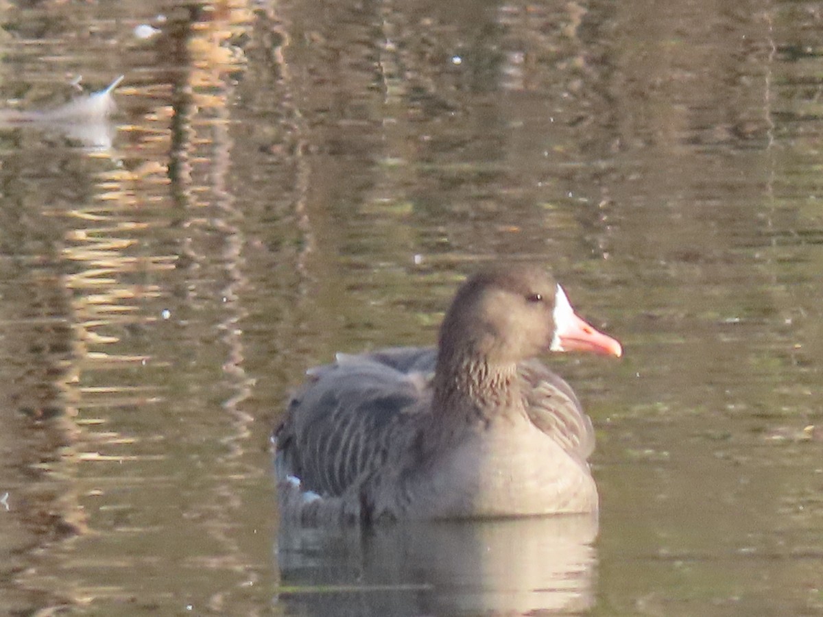 Greater White-fronted Goose - ML611242125