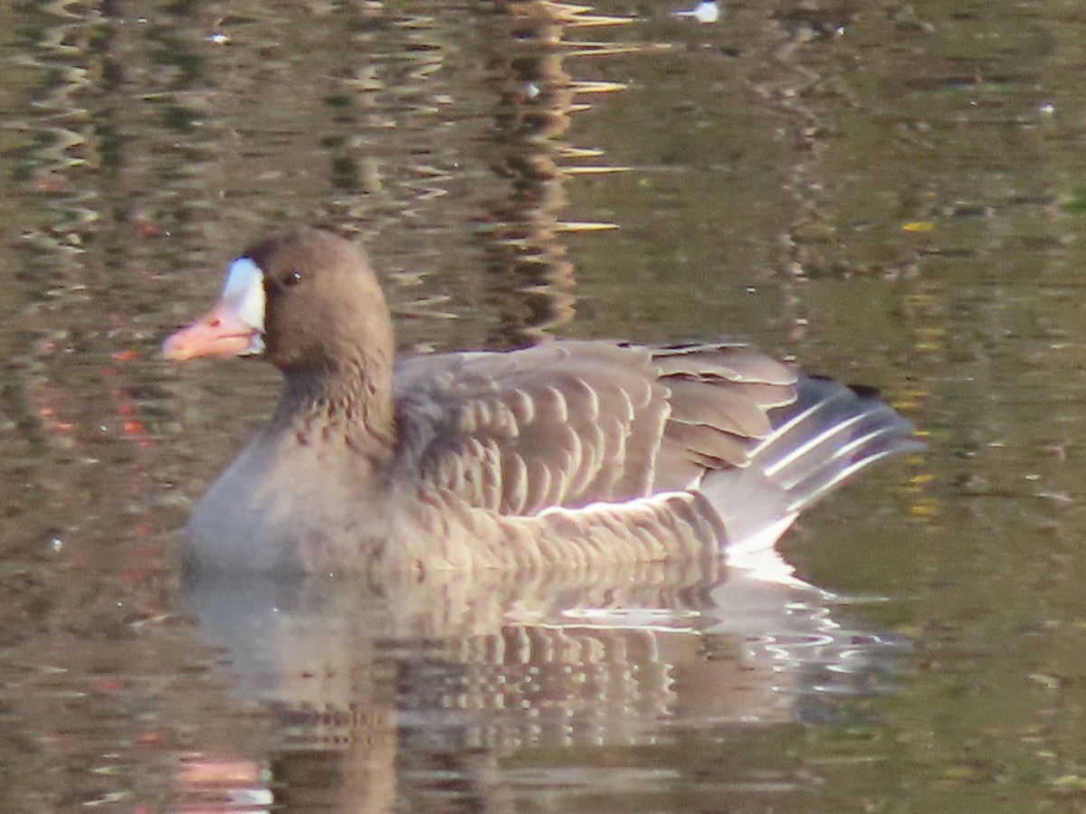 Greater White-fronted Goose - ML611242126