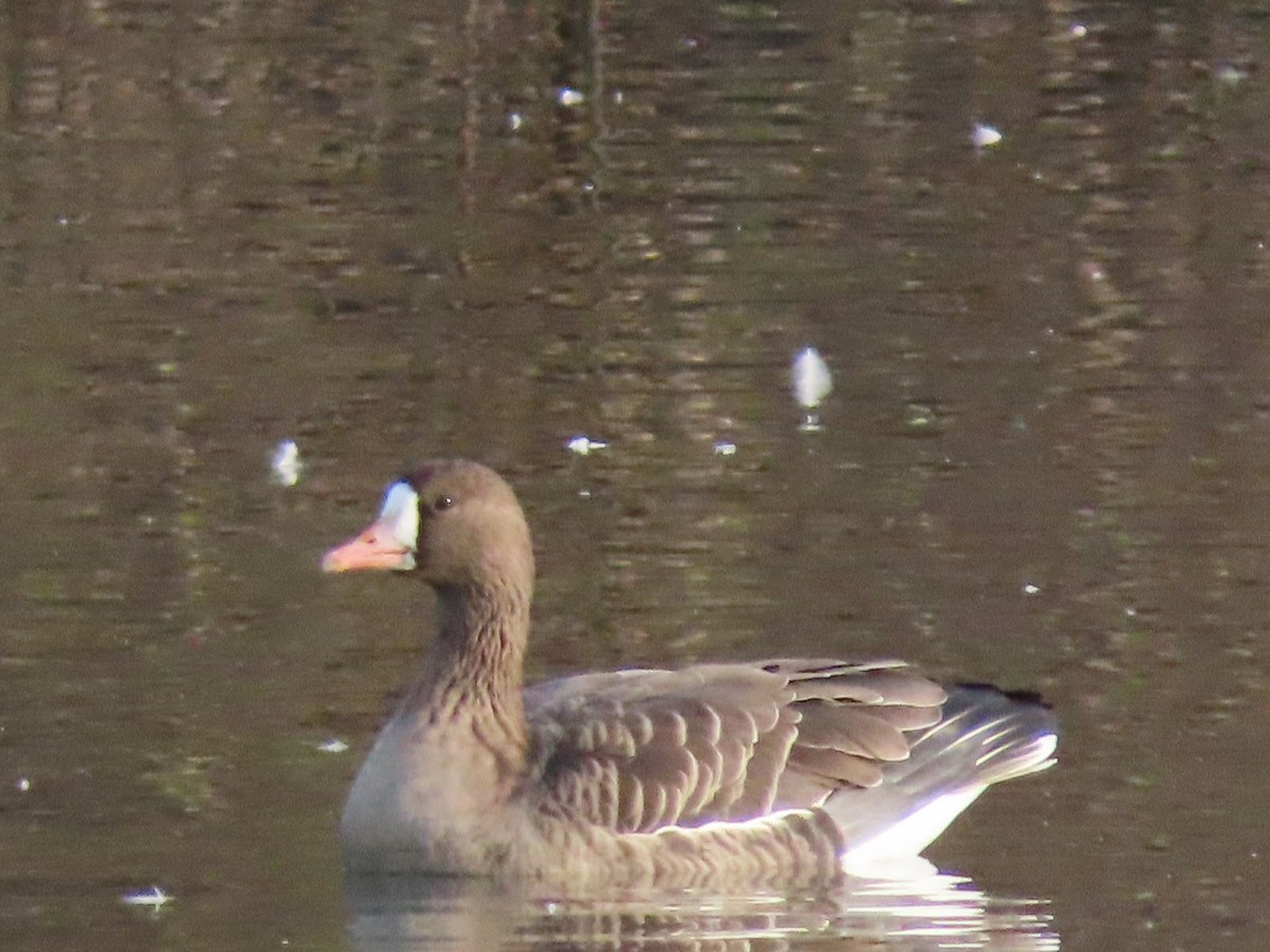 Greater White-fronted Goose - ML611242140