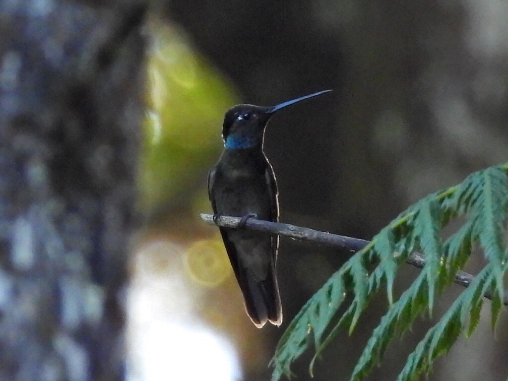 Rivoli's Hummingbird - ML611242432