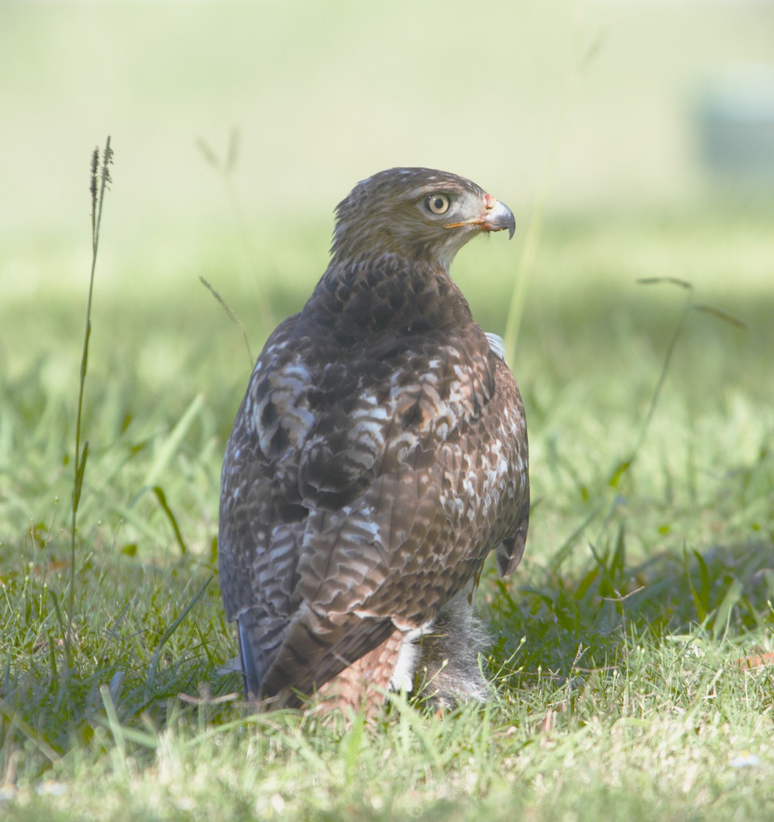 Red-tailed Hawk - ML611242464