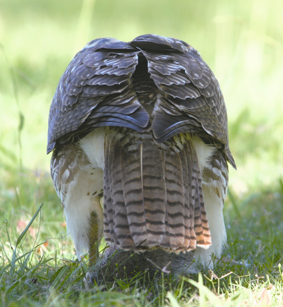 Red-tailed Hawk - ML611242469