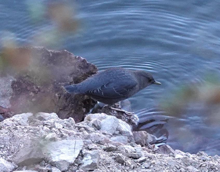 American Dipper - ML611242498