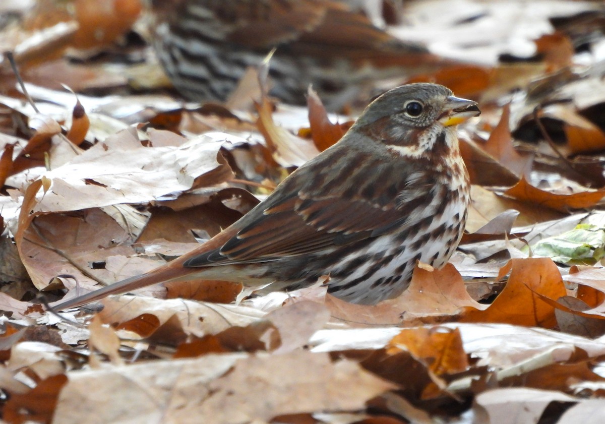 Fox Sparrow - ML611242515