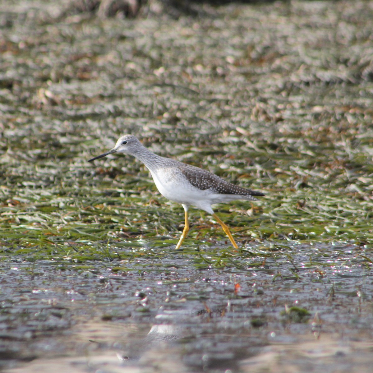 Lesser/Greater Yellowlegs - ML611242566