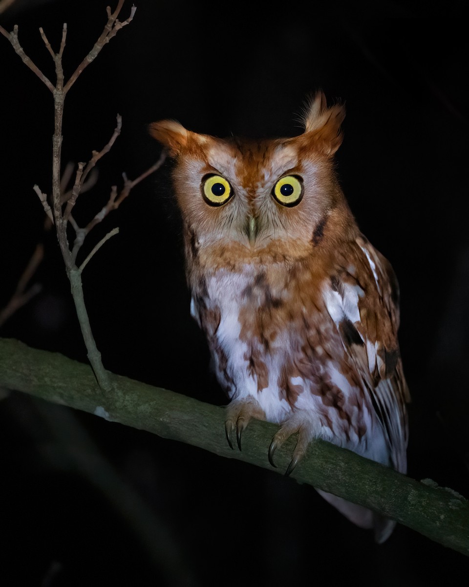 Eastern Screech-Owl - ML611242577