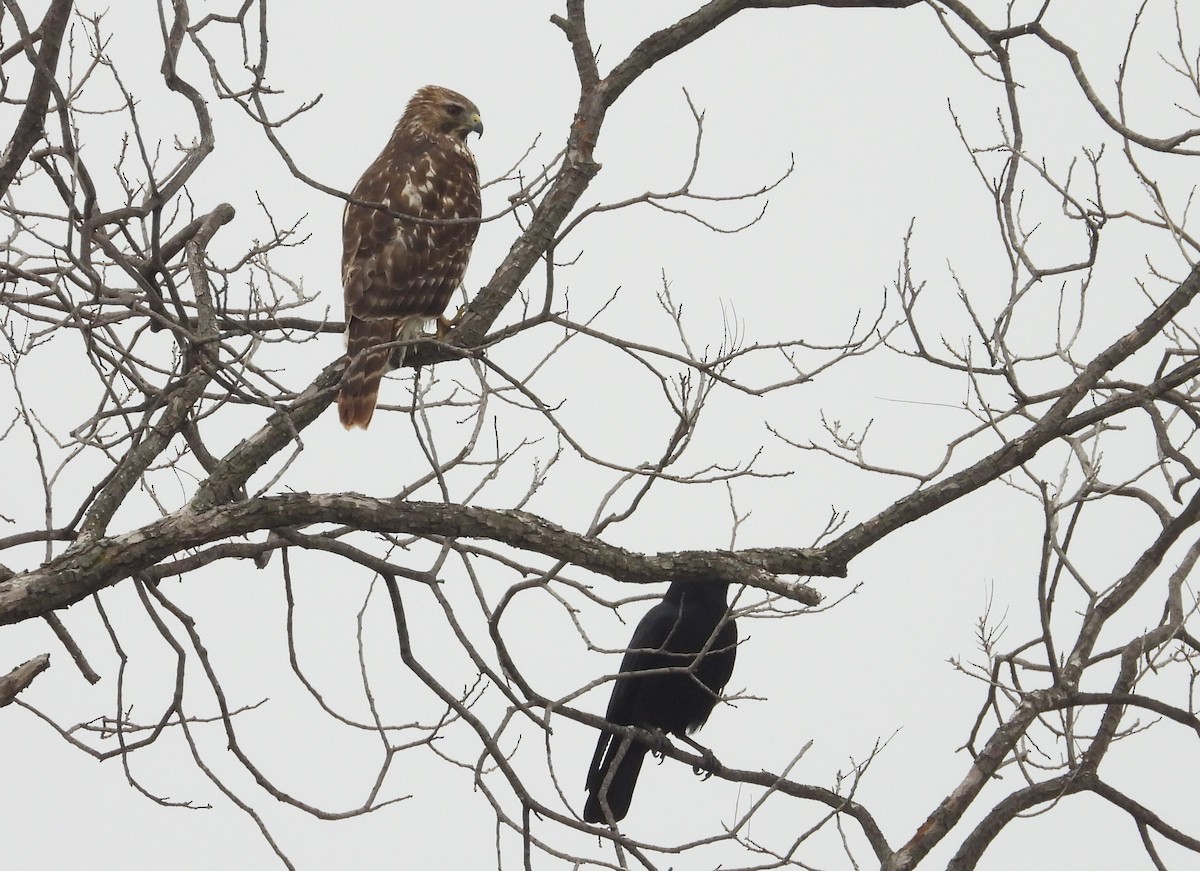 Red-shouldered Hawk - ML611242790