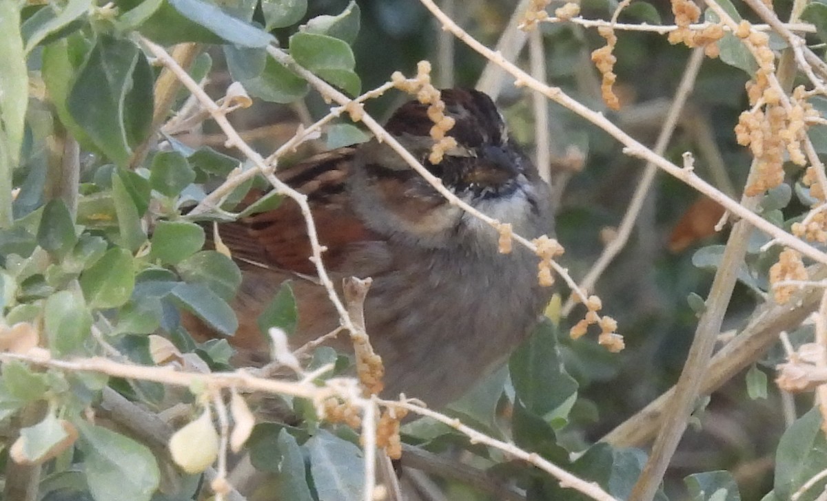 Swamp Sparrow - Corey S.