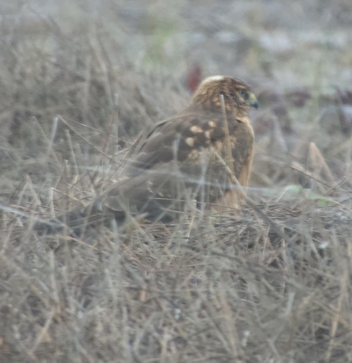 Northern Harrier - ML611242869