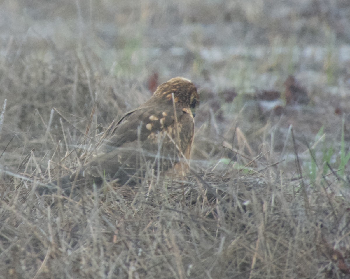 Northern Harrier - ML611242873