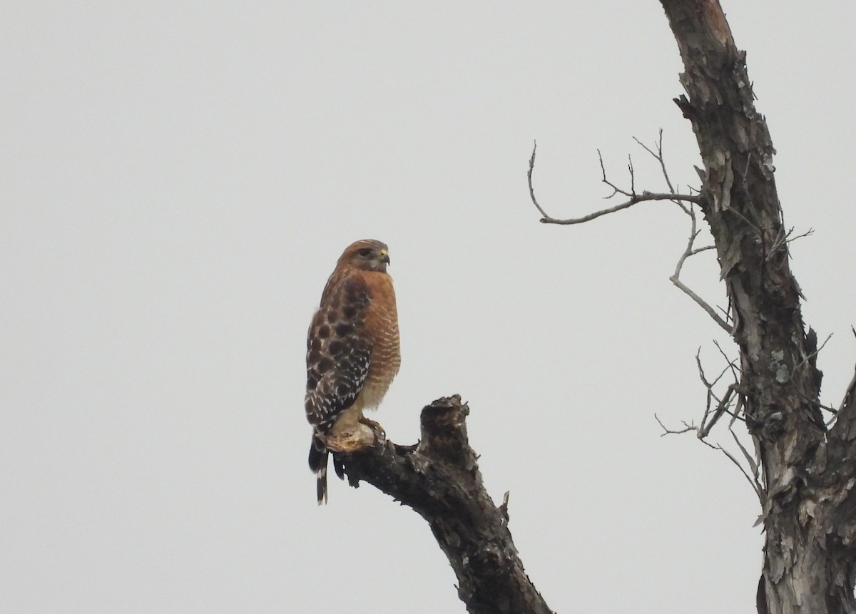 Red-shouldered Hawk - ML611242875