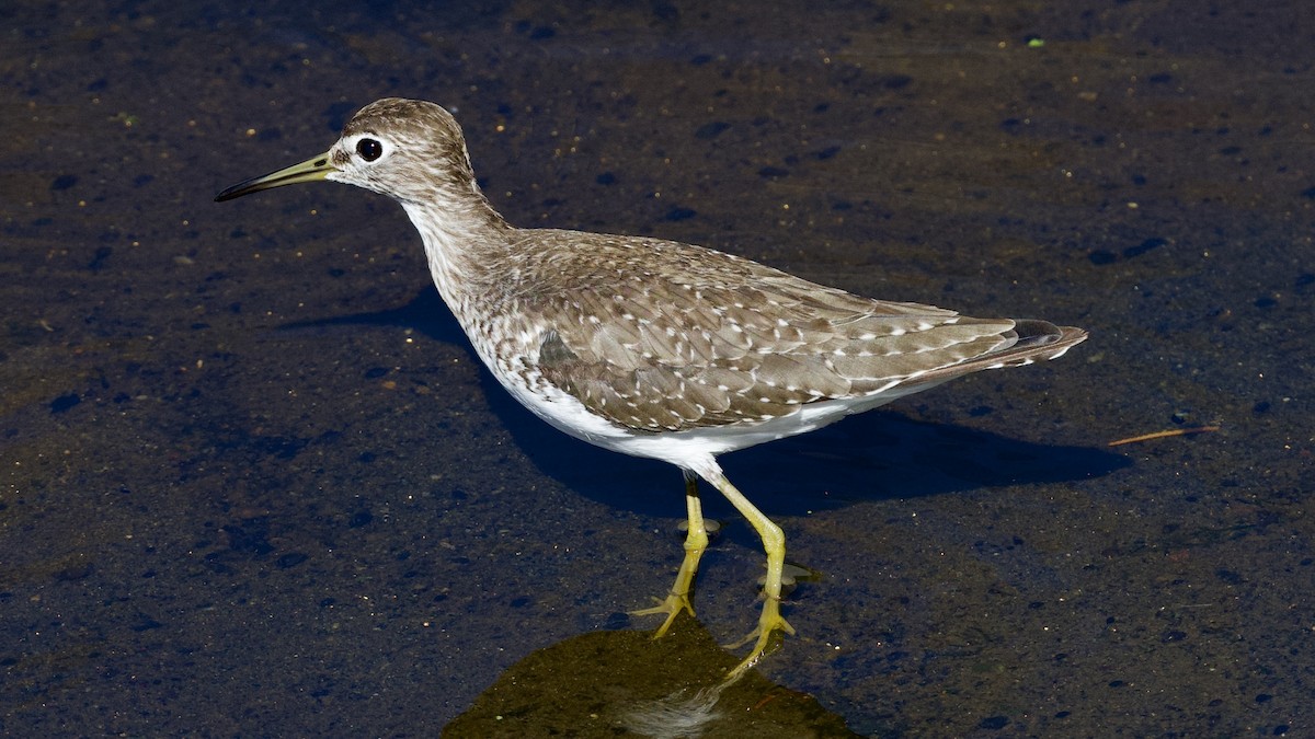 Solitary Sandpiper - David Theobald