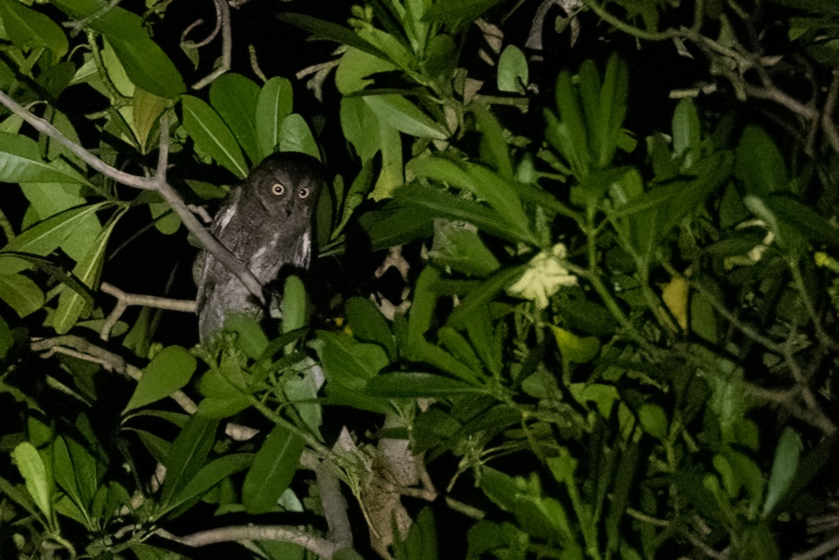 Madagascar Scops-Owl (Torotoroka) - ML611242930