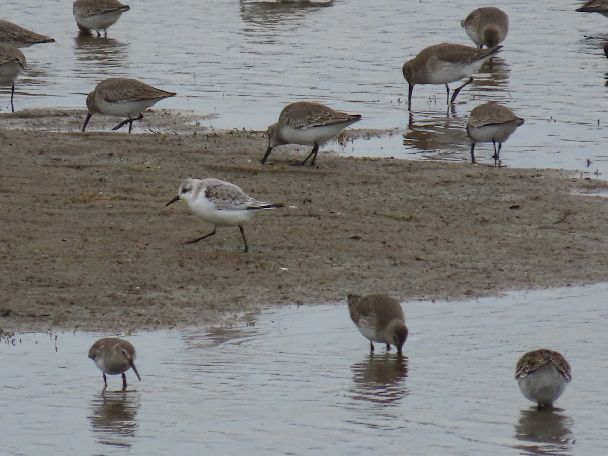 Bécasseau sanderling - ML611242950