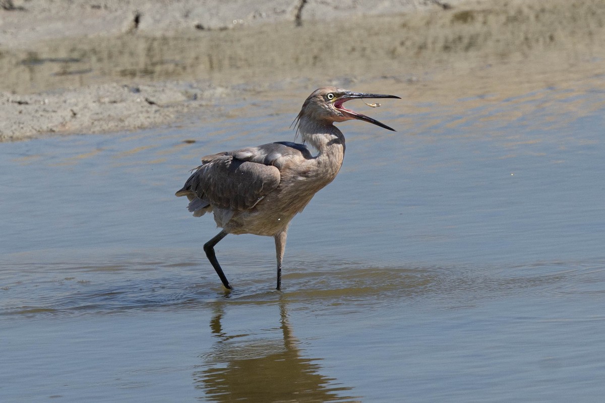 Reddish Egret - ML611242971