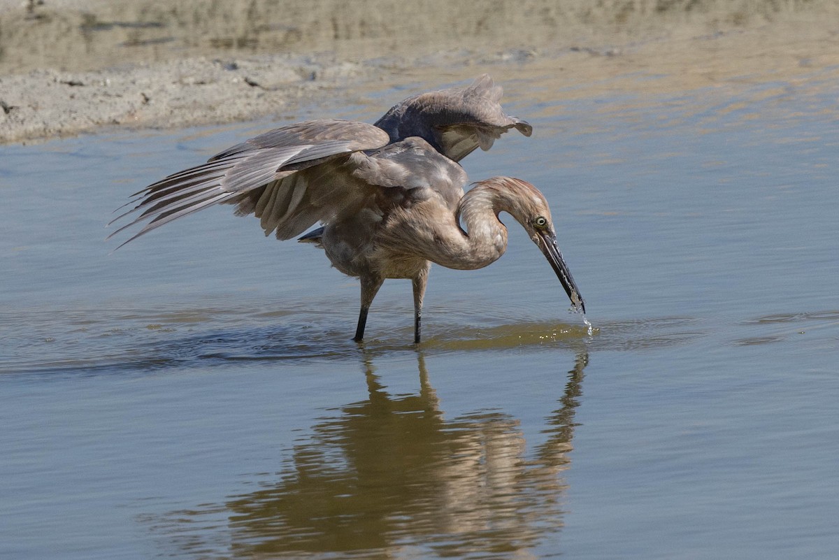 Reddish Egret - ML611242972