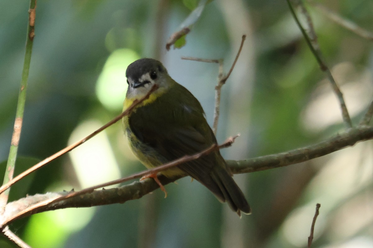 Pale-yellow Robin - ML611243042