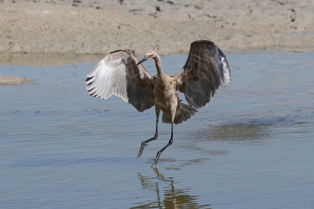 Reddish Egret - ML611243048